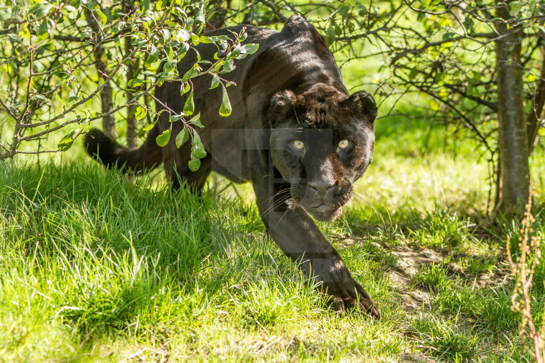 "The stare" stock image