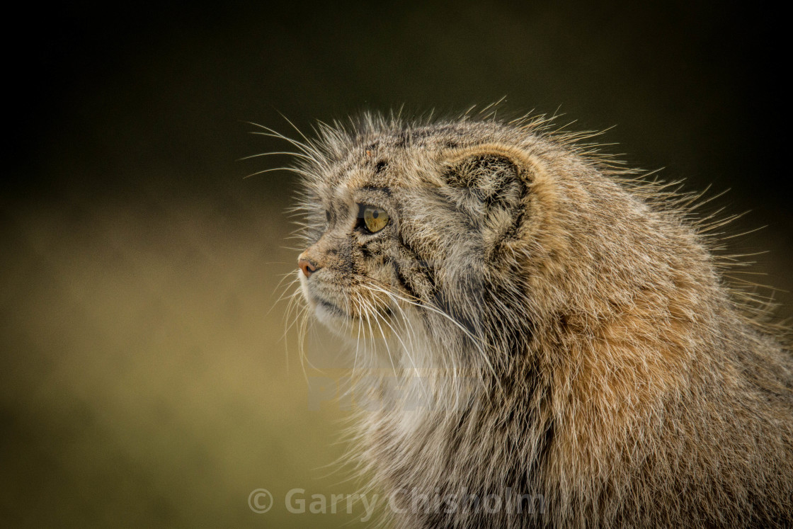 "Profile of a Pallas Cat" stock image