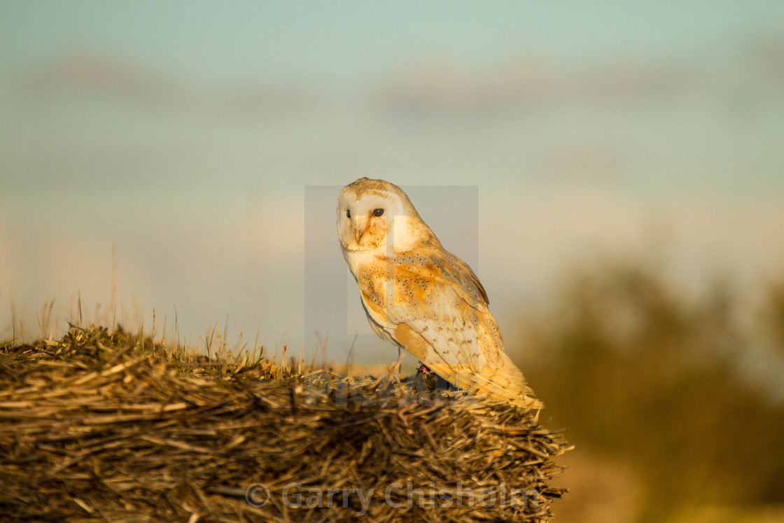 "Watching the sun go down" stock image