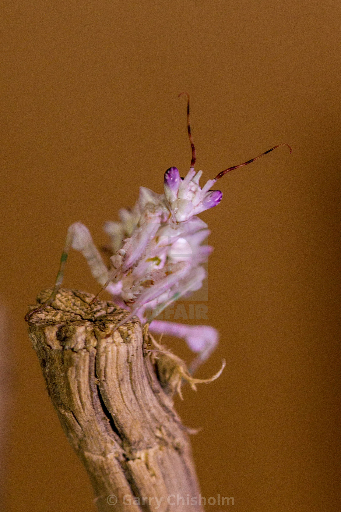 "Spiny Flower Mantis" stock image