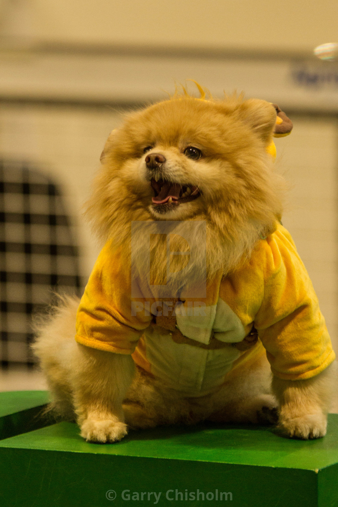 "Dressed up for Crufts" stock image