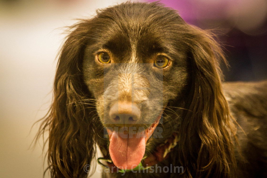 "Happy Spaniel" stock image