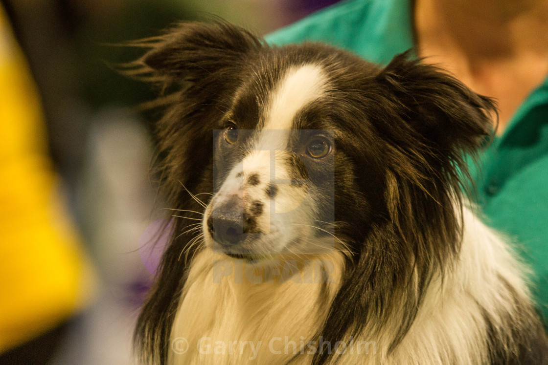 "Collie" stock image