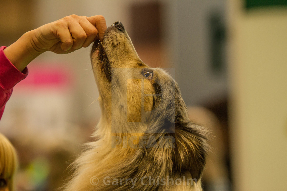 "Give me my treat" stock image