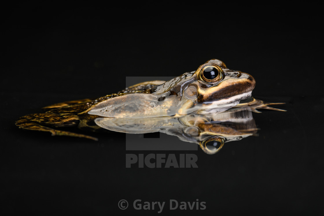 "Edible Frog - Swimming" stock image