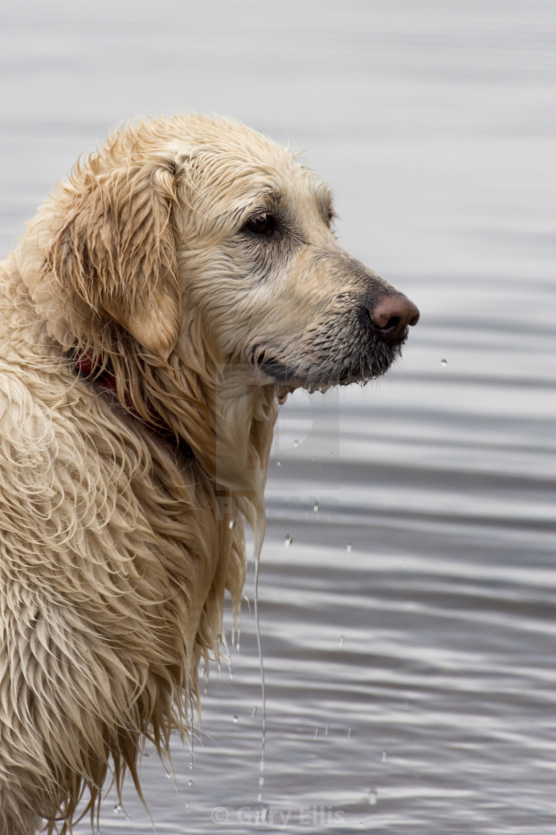 "Refreshing Dip" stock image