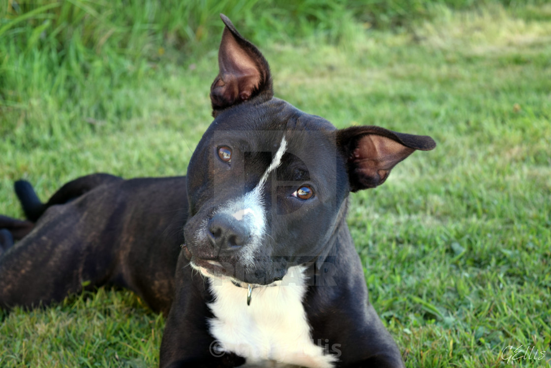 "Staffordshire Bull Terrier" stock image