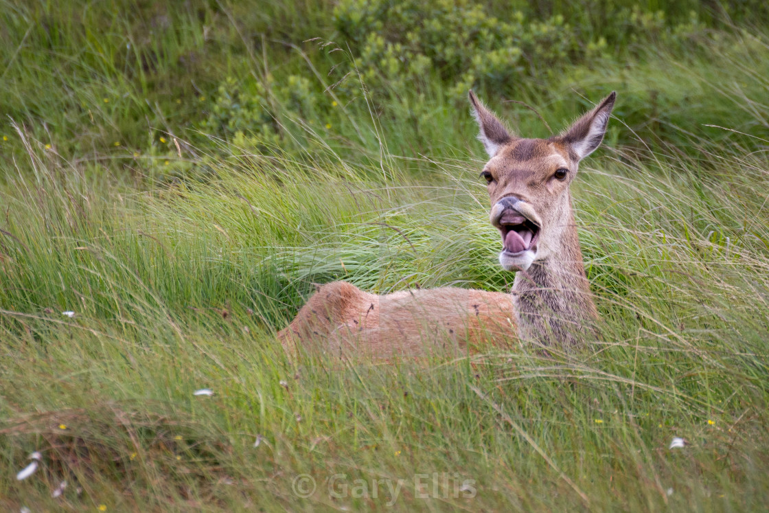 "Female deer yawning" stock image