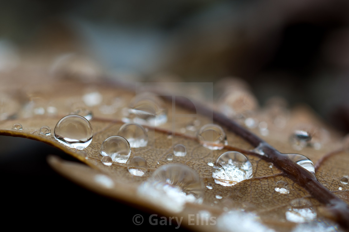 "Rain Drops" stock image