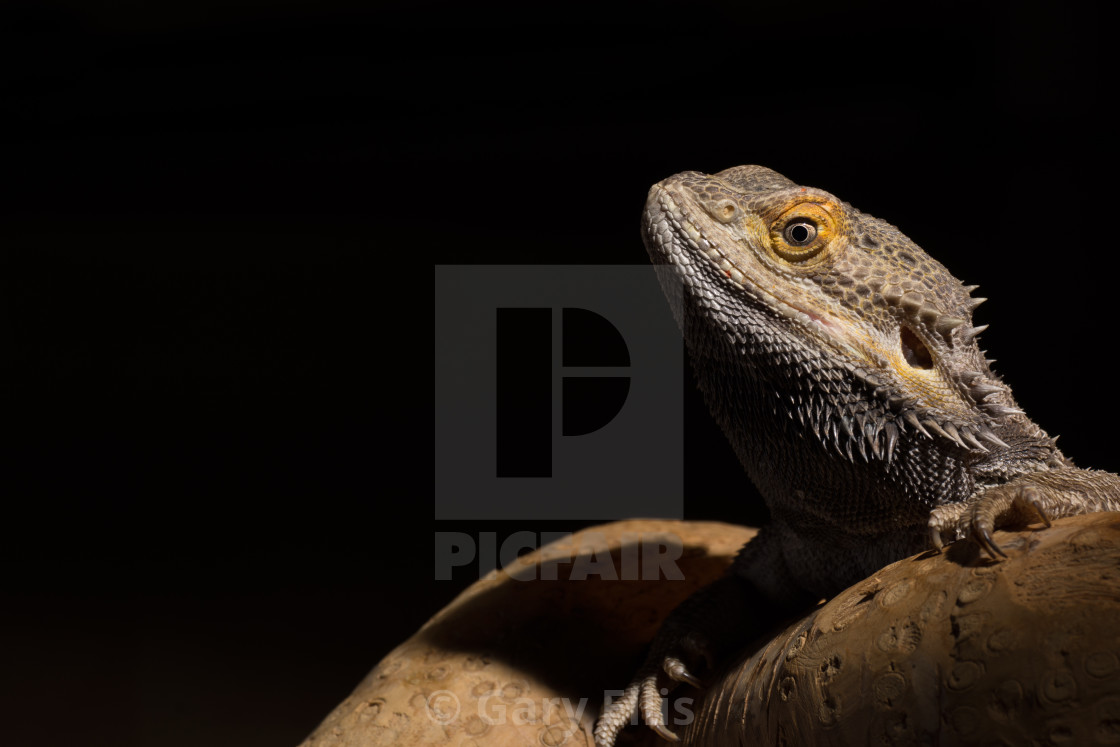 "Adult male bearded dragon" stock image