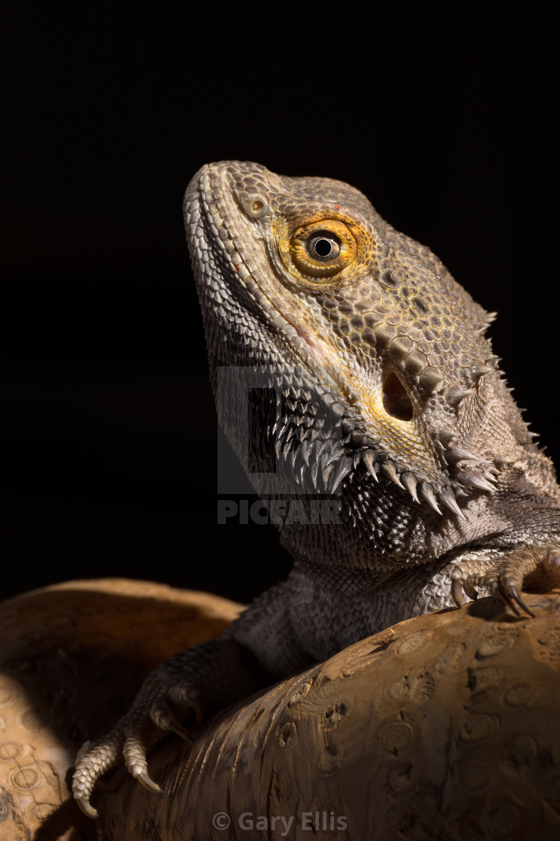 "Adult male bearded dragon" stock image