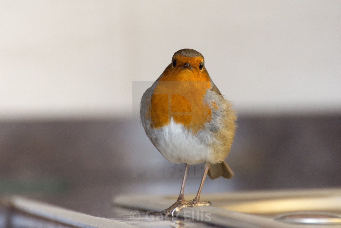 "Red Robin" stock image