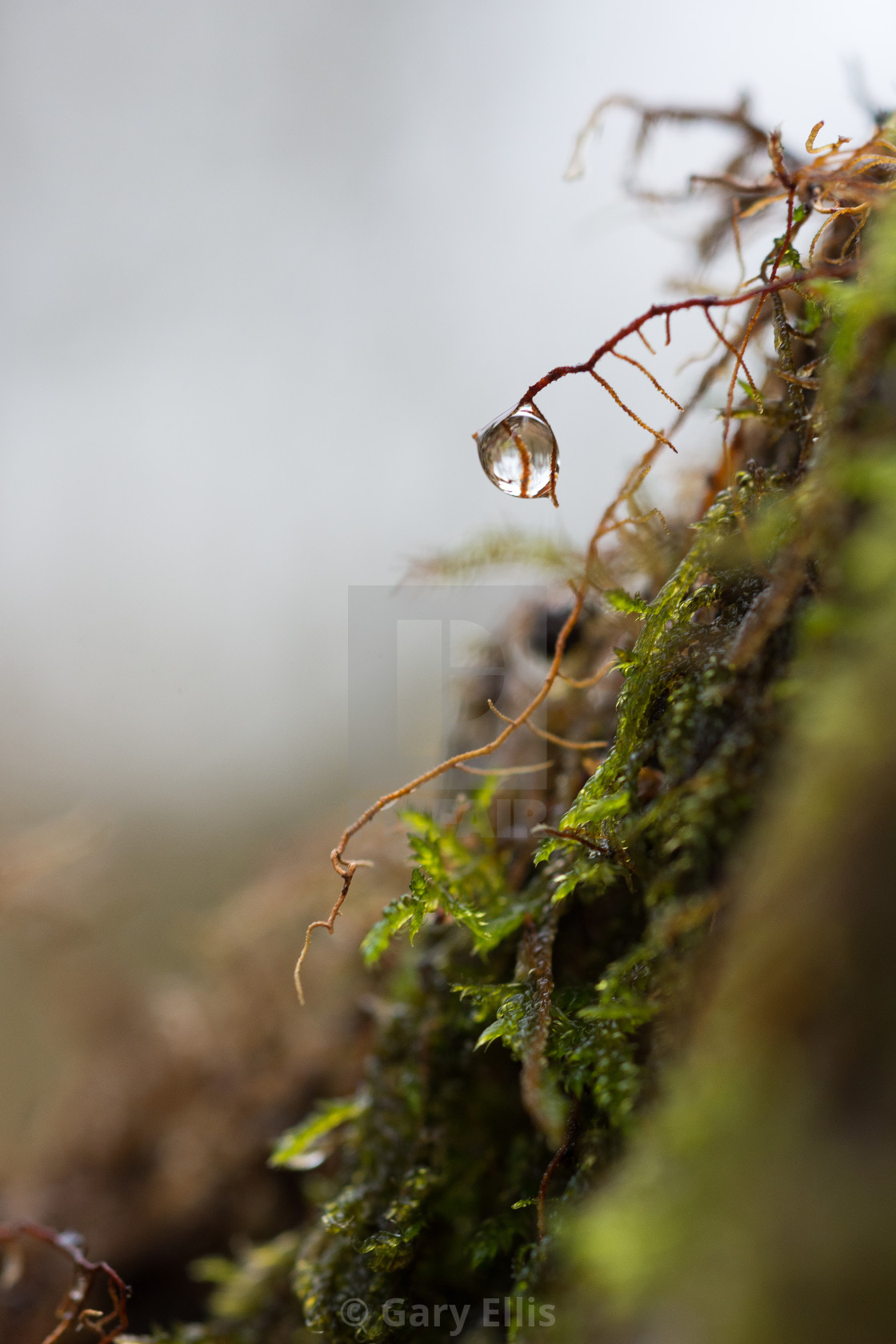 "Dew Drop" stock image