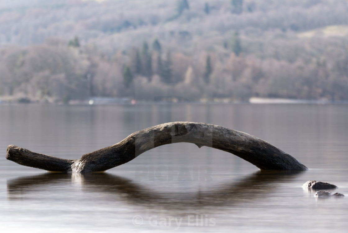 "Dead Wood" stock image