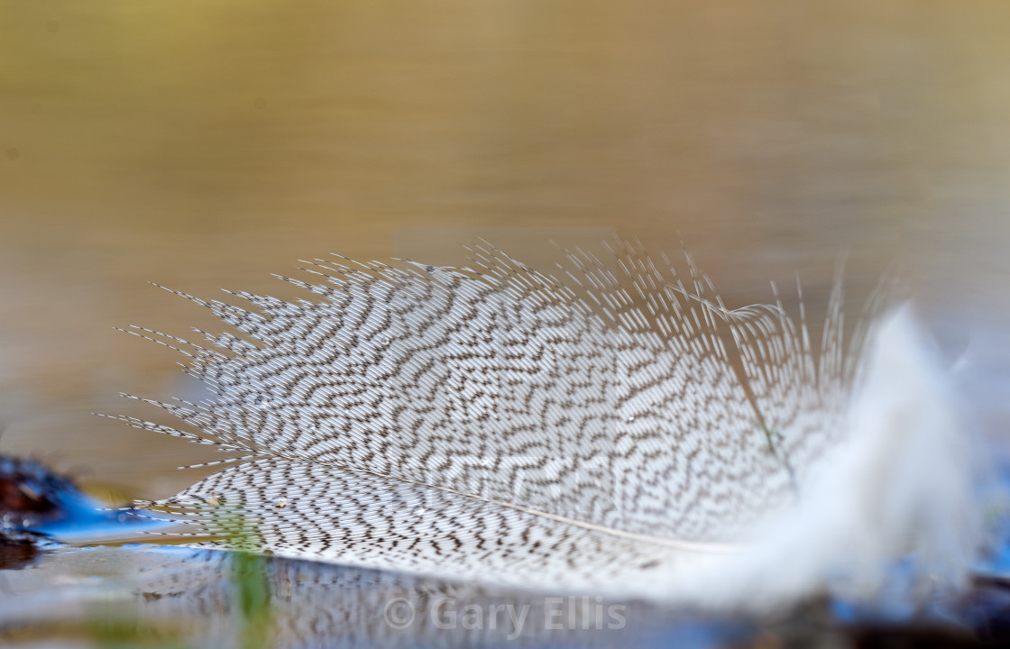 "Small details of a bird feather at the waters edge" stock image