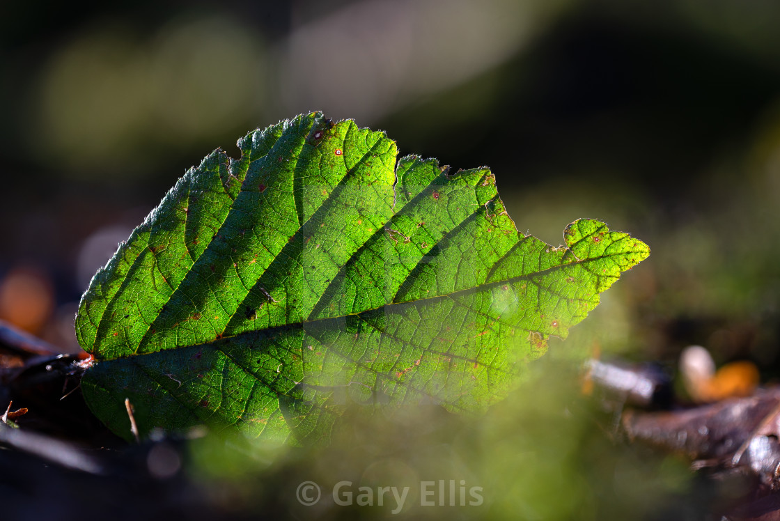 "Leaf Macro" stock image