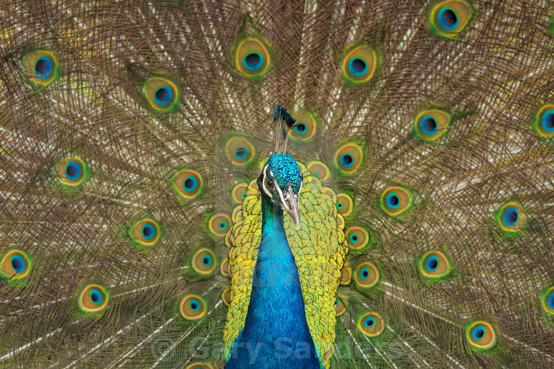 "Peacock" stock image