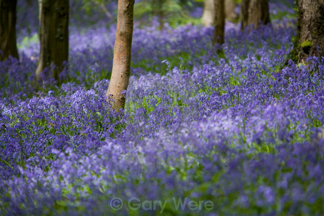 "Bluebell Glade-1" stock image