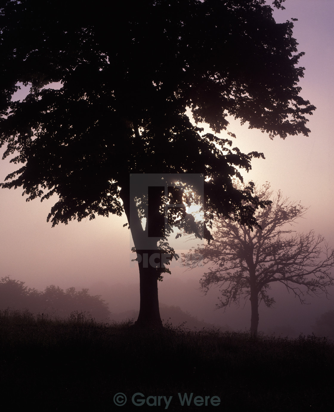 "Trees on a Misty Morning" stock image