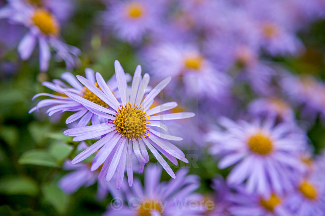 "Mauve Asters" stock image