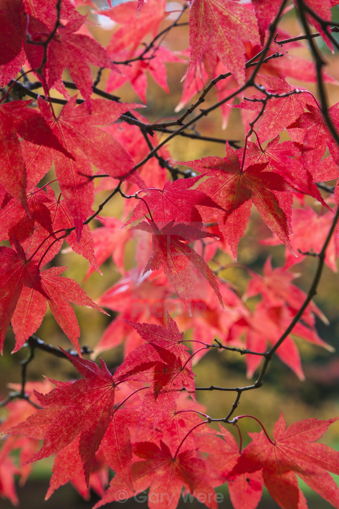 "Red Acer Leaves" stock image