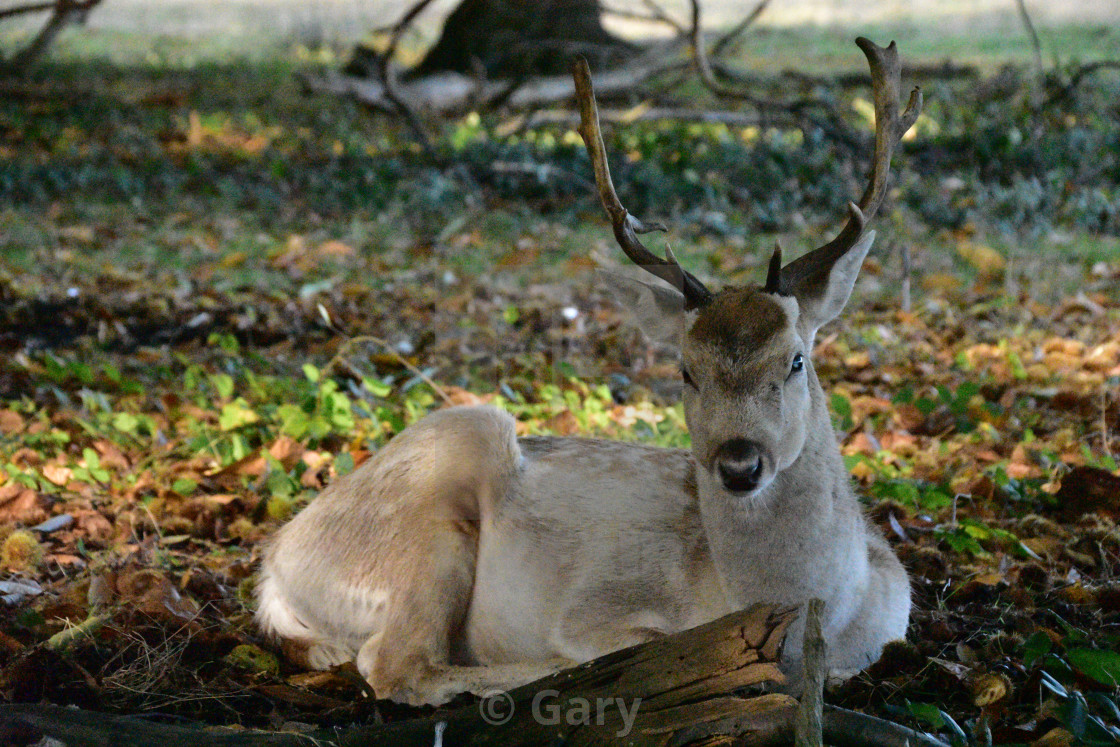 young male deer