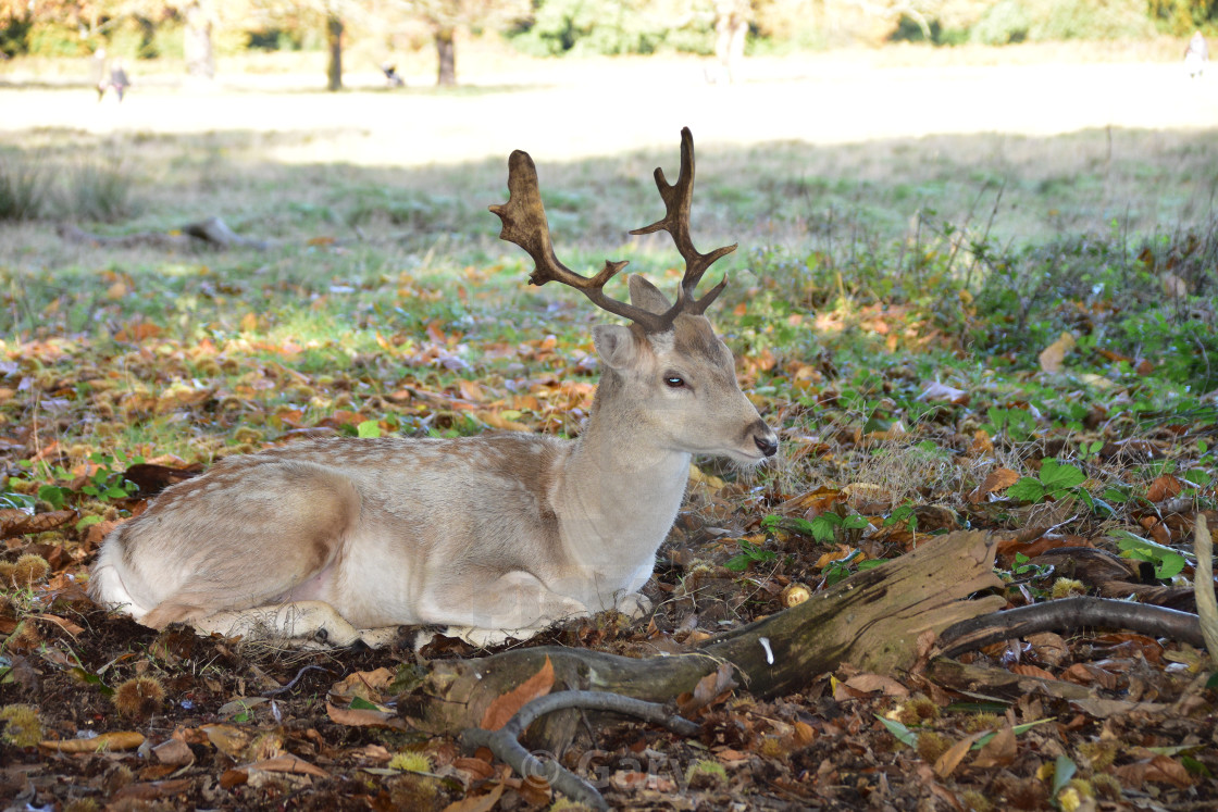 Side View Of Young Male Deer Lying Down License Download Or Print For 12 40 Photos Picfair