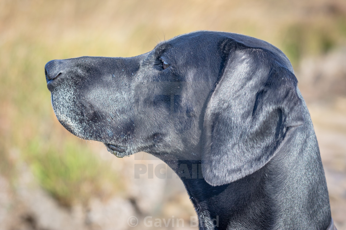 German Shorthaired Pointer License Download Or Print For 12 40