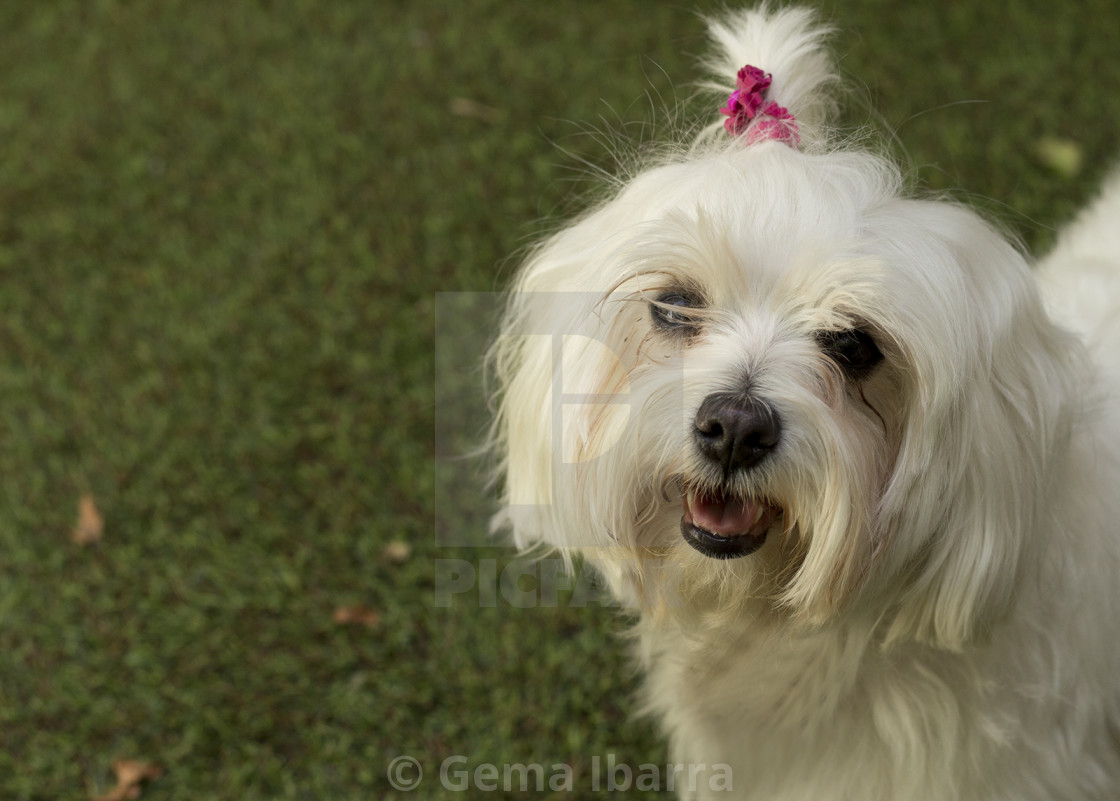 small white maltese
