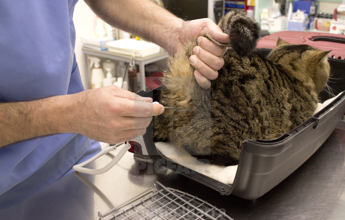 Cat Rectal Temperature License Download Or Print For 24 79