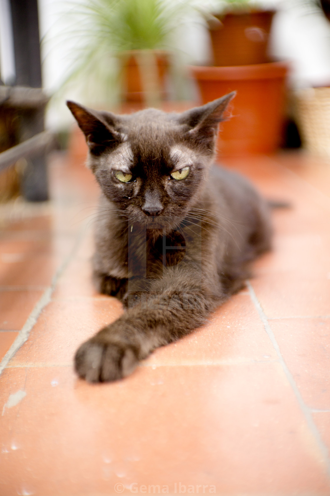 Black Cat Of 17 Years With Diabetes License Download Or Print