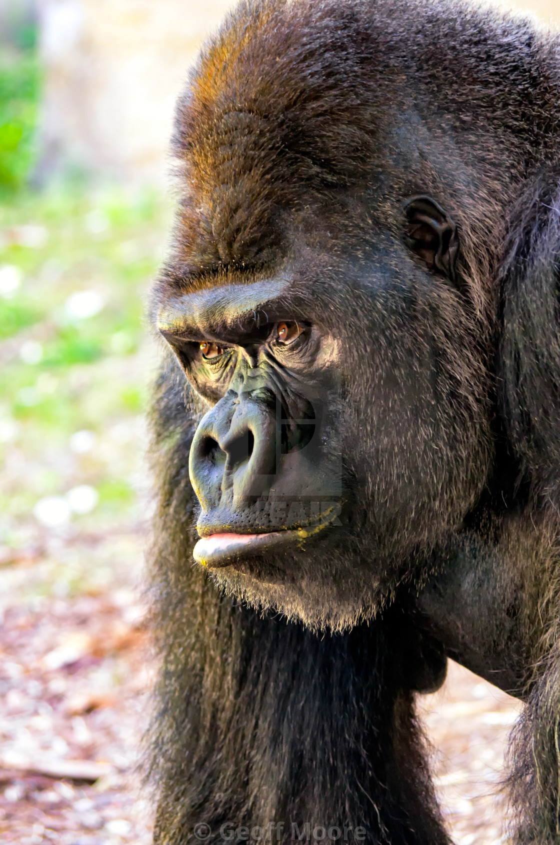 "Western Lowland Gorilla - Stare" stock image