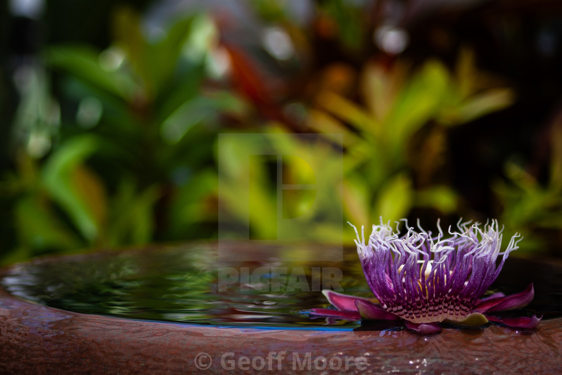 "Passion Flower. Purple floating" stock image