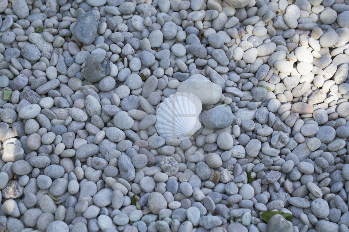 "Lone Scallop" stock image