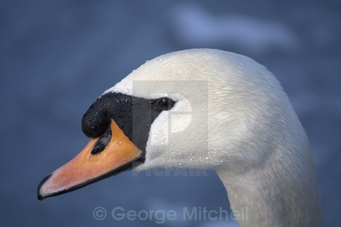 "Mute Swan" stock image