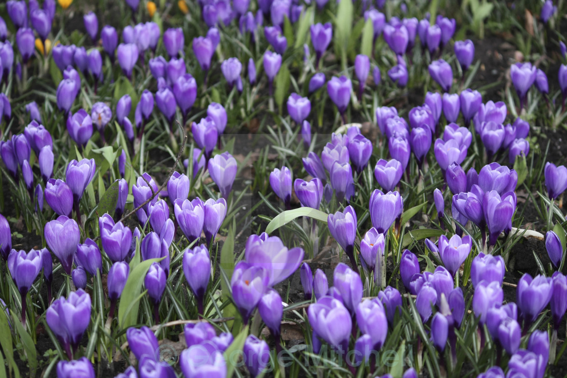 "Blanket of Crocus" stock image