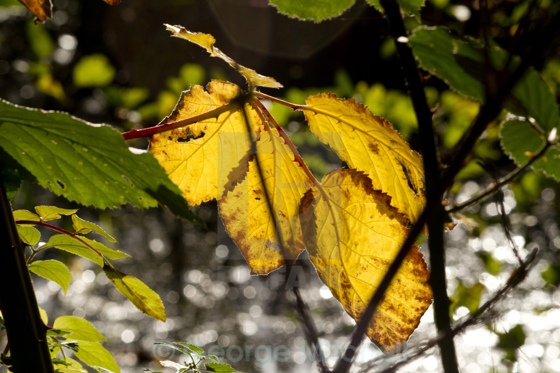 "Autumn Leaves" stock image