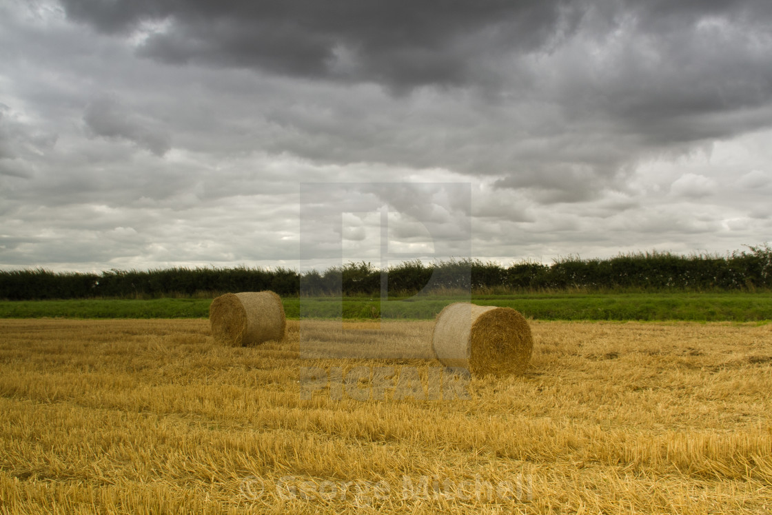 "Corn Field after harvesting and prepared in bails." stock image