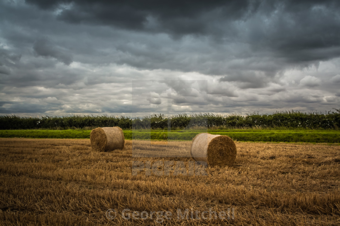 "Corn Field" stock image