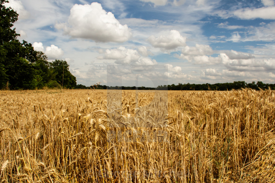 "Cornfield with cloudy blue sky Nr. Cambridge, UK" stock image