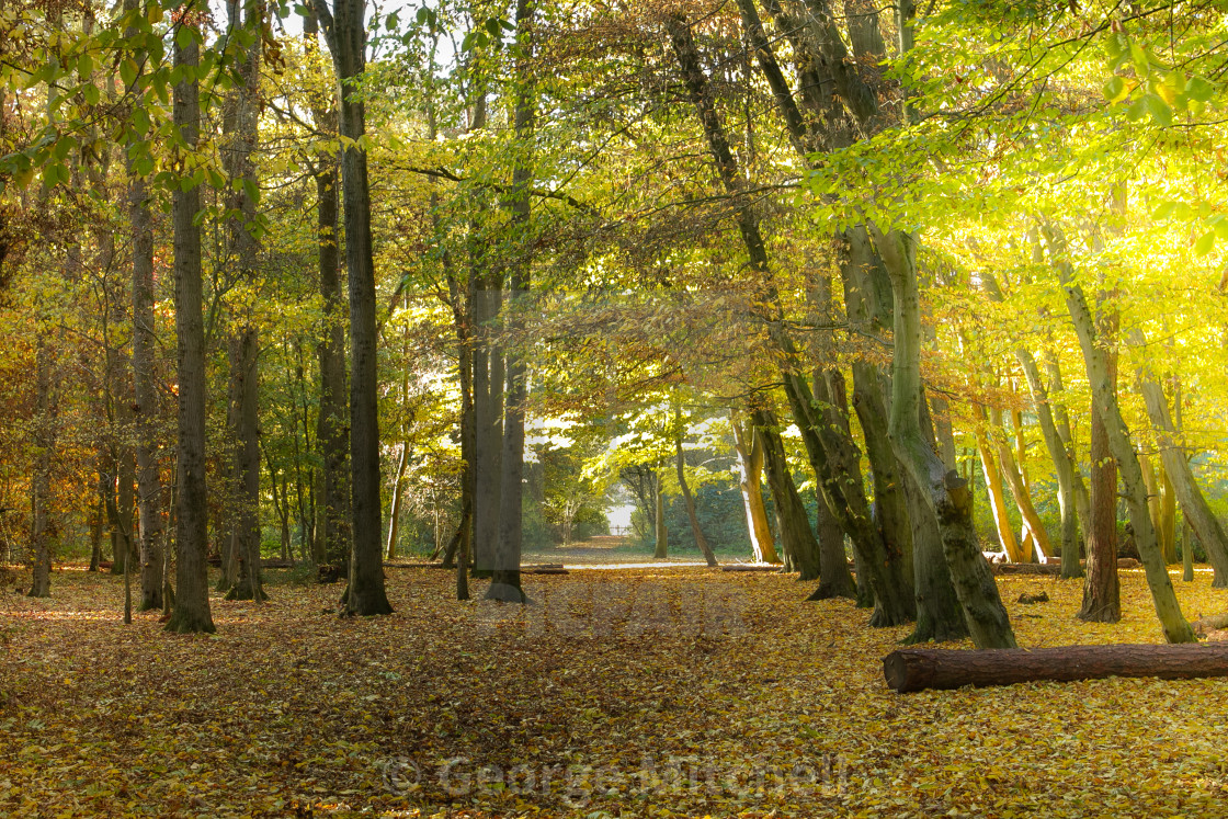 "Morning sunrise" stock image