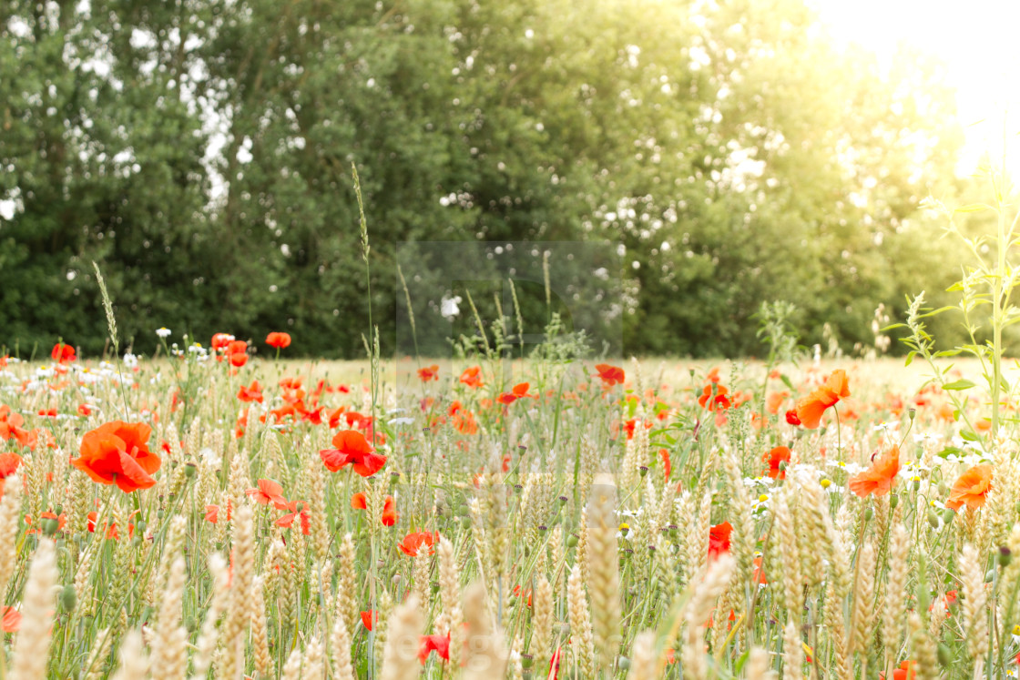 "Poppy Sunrise" stock image