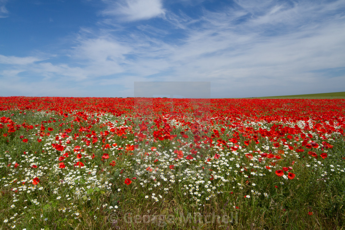 "Poppy Field" stock image