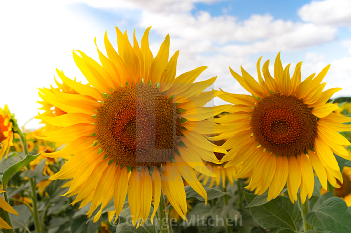 "Sunflowers on Sunny Day" stock image