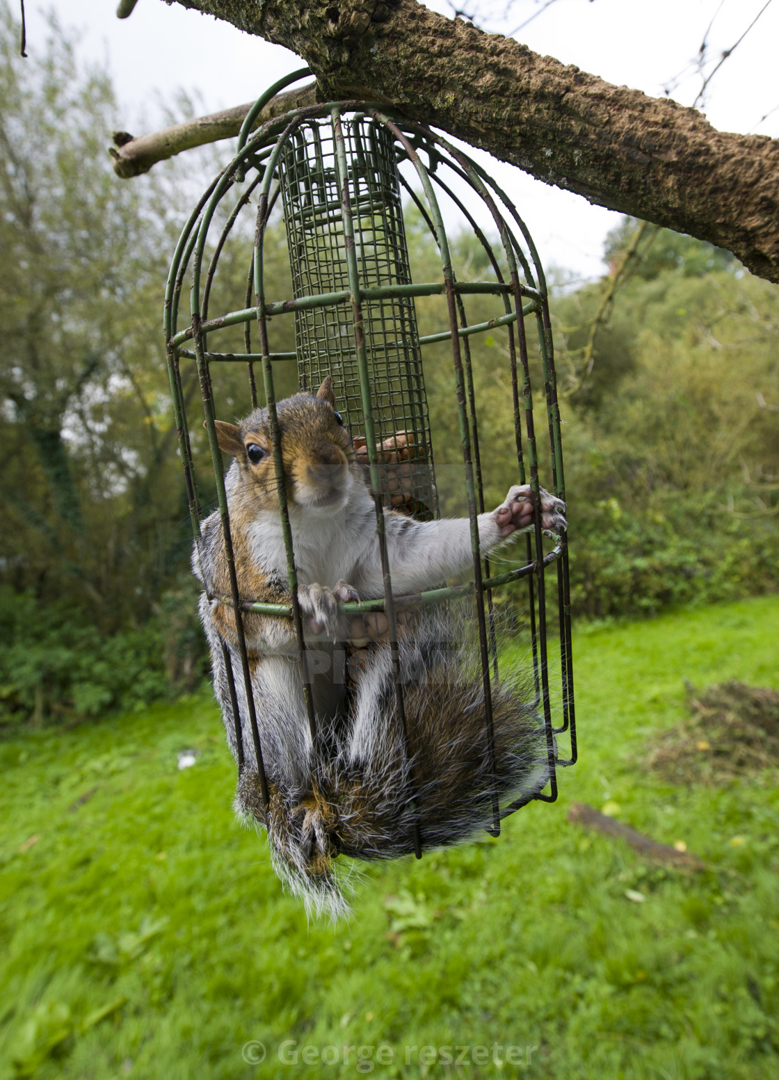 Grey Squirrel Stuck Inside A Squirrel Proof Bird Feeder License