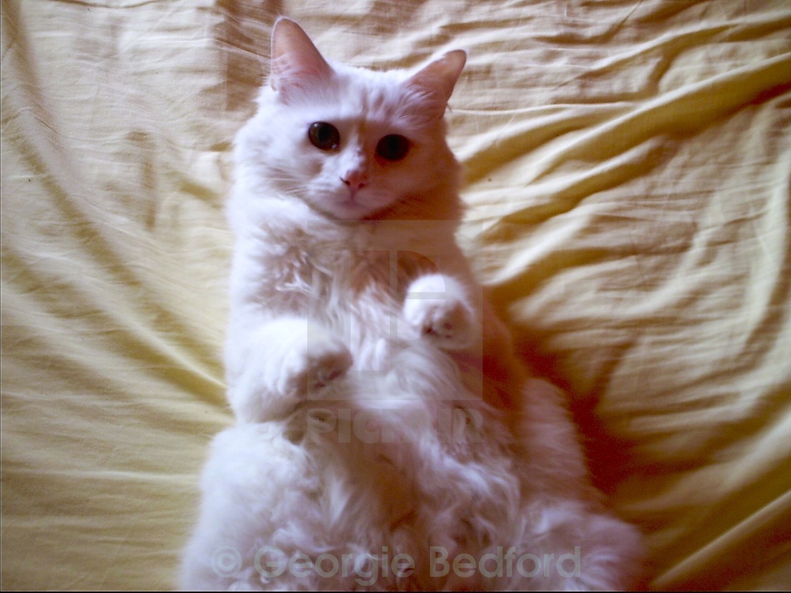 Cat I M A Kitty Cat License Download Or Print For 2 00 Photos Picfair