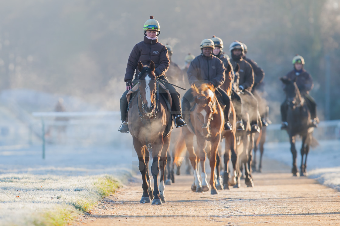 "Horses in Training #2" by Gerry Weatherhead - $38.47 "Horses in Training #2" stock image