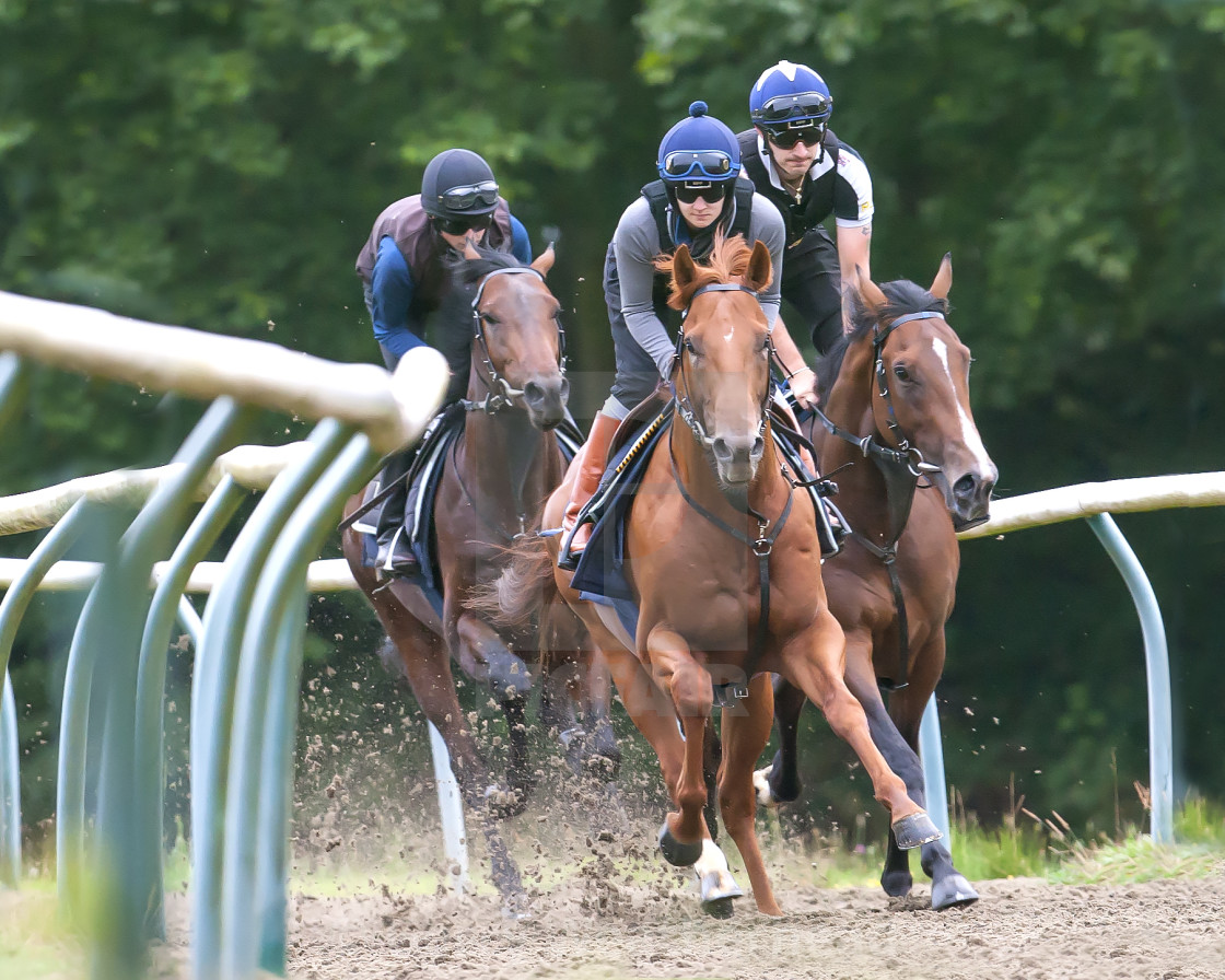 "Horses in Training #3" by Gerry Weatherhead - $38.47 "Horses in Training #3" stock image