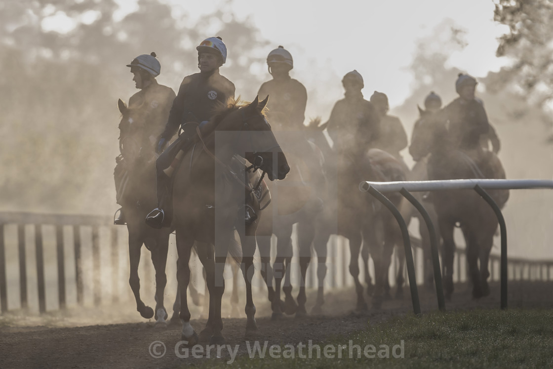 "Horses in training #4" by Gerry Weatherhead - $38.47 "Horses in training #4" stock image