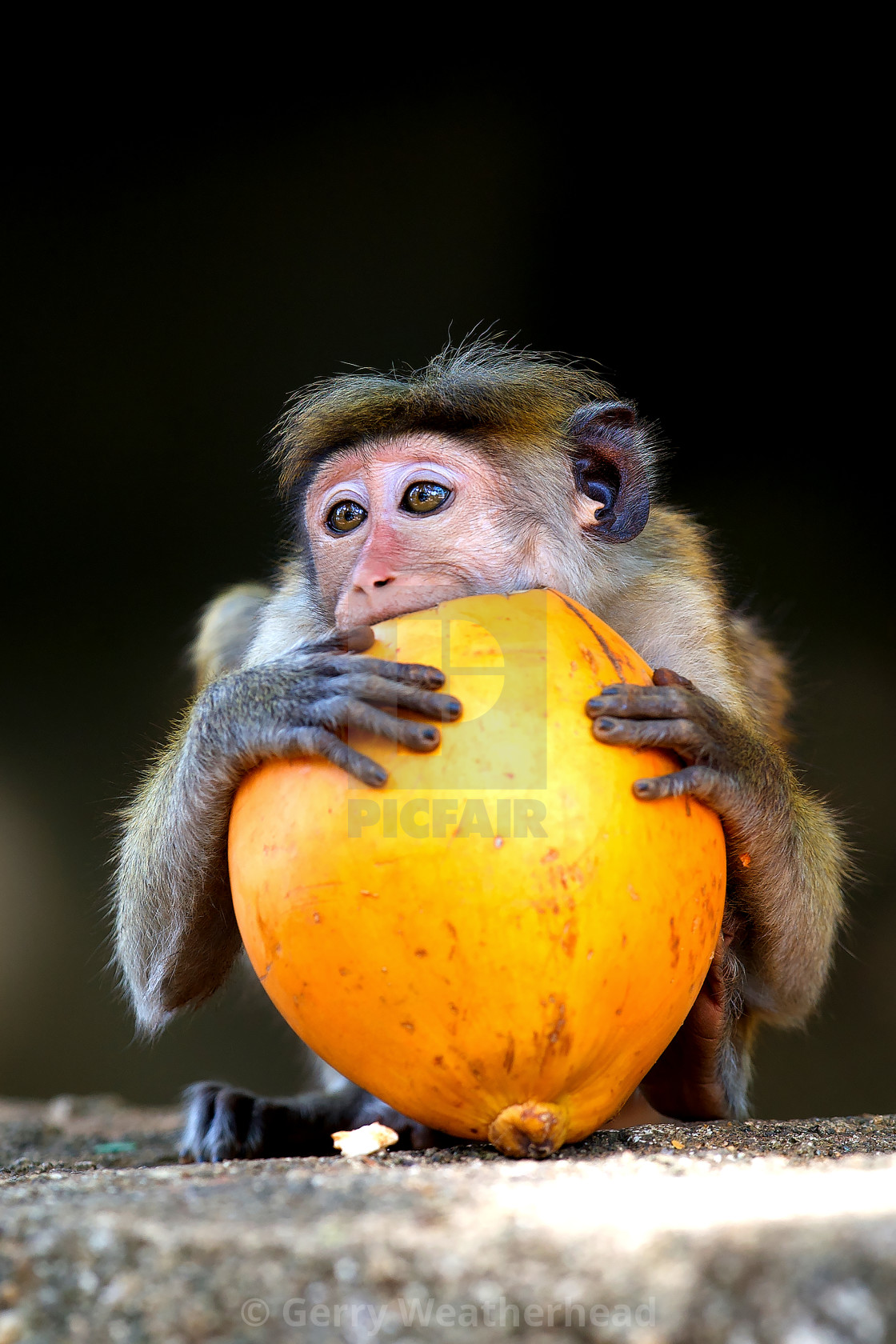 "Macaque & King Coconut" by Gerry Weatherhead - $38.47 "Macaque & King Coconut" stock image
